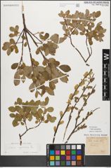 Foto von Salix myrsinifolia Salisb.